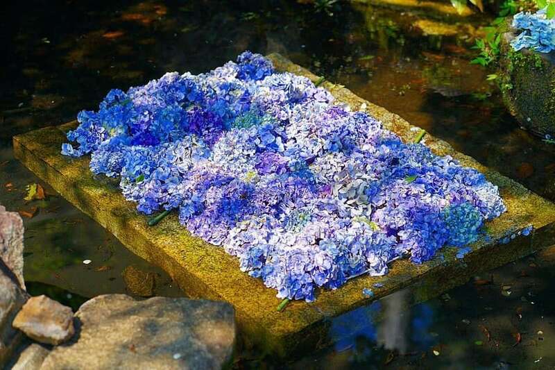 【富山県内発】 すごろく季節の花と寺社仏閣めぐり6月　第3回紫陽花　桂昌寺あじさい祭りと郡上八幡2