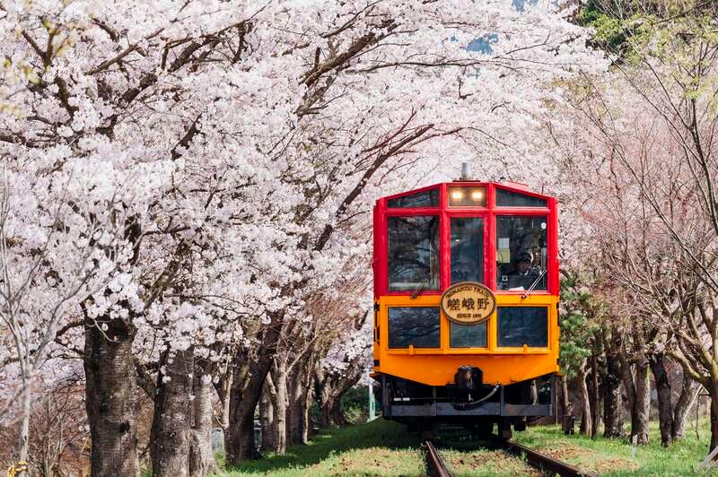 【青森空港発】 【大型バス30名様限定】【1名様参加はバス2席ご用意】桜のトンネル嵯峨野トロッコ列車・京都・滋賀のお花見11景と名湯めぐり（3日間）1
