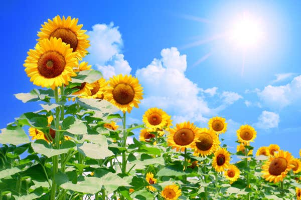 『一面に広がる北竜ひまわりの里　季節の花咲くファーム富田・神秘の青い池』【札幌北口出発】1