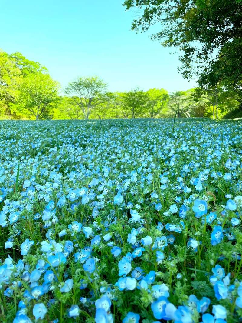 【島根県・鳥取県米子市発】 関西５つの花めぐり ２日間1
