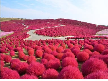 西船橋発 一度は見たい絶景!ひたち海浜公園「もこもこコキア」&秋が旬のフルーツ「梨狩り」食べ放題&海鮮丼の昼食付<JAMJAM TOUR>