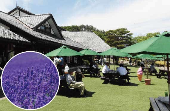 直前割！お値下げしました♪★8/2、3発限定★＜観覧席オプションあり＞[新宿発]日本三大花火「長岡まつり大花火大会」へ！絶景ラベンダー鑑賞＆東洋のナイアガラ吹割の滝の観瀑も楽しむ「ゆんぐアネックス(リラックスルーム)」宿泊1泊2日2