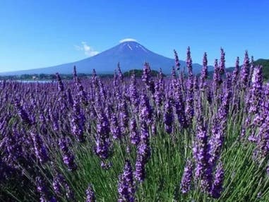 【西船橋・東京発】ラベンダー観賞＆さくらんぼ・メロン食べ放題