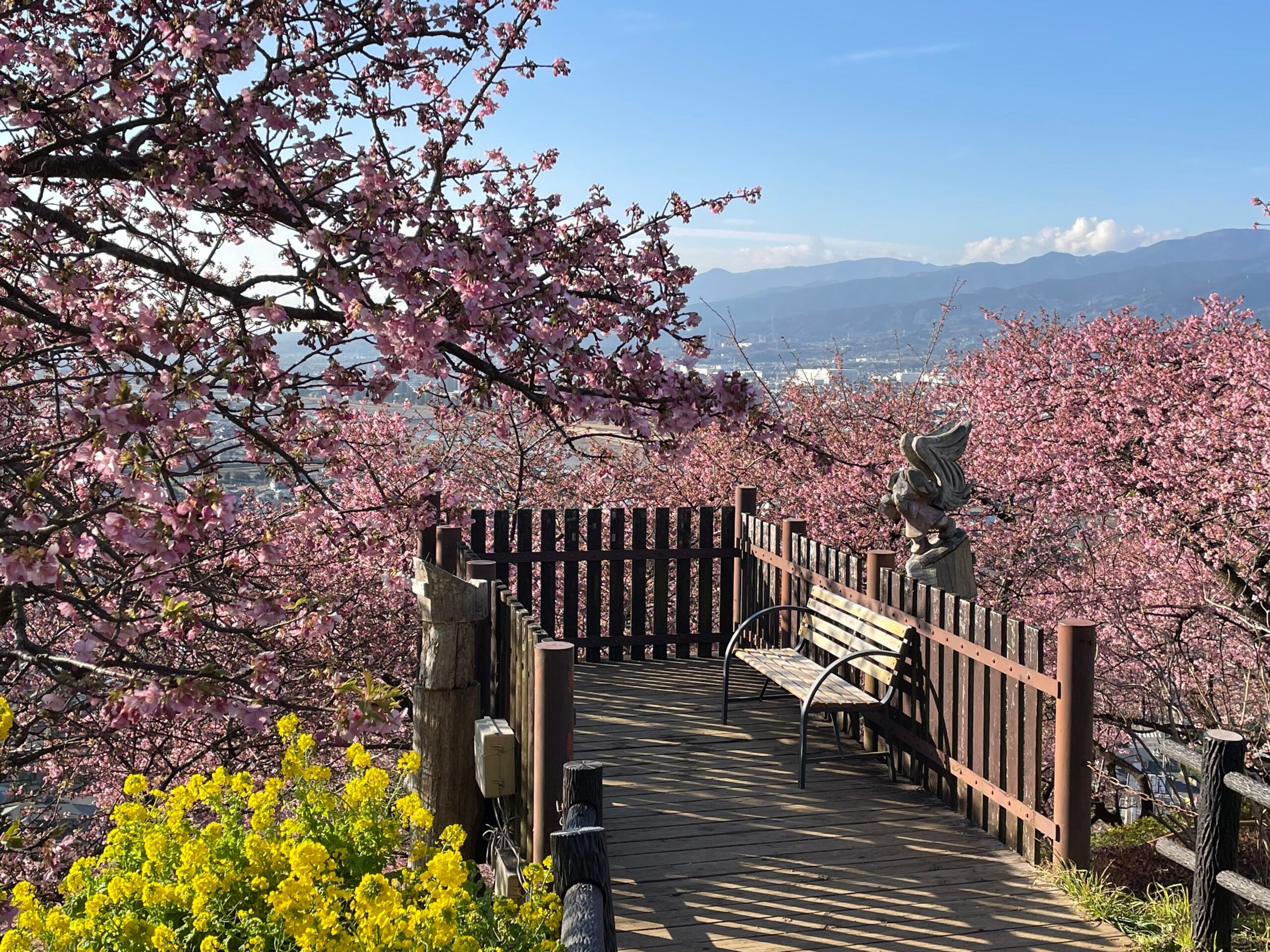 【八千代台発】松田山の河津桜と箱根ホテル小涌園ランチビュッフェ＜コースNo.25-1124-C＞（京成トラベル）2