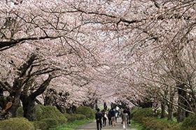 伊丹空港集合
№1817 みちのく三大桜名所と日本海や白神山地の絶景を望むリゾートしらかみ1