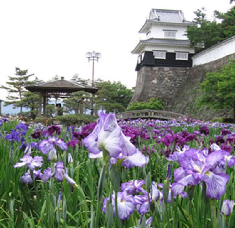 【柳川・みやま・羽犬塚・西鉄久留米発】 30万本の花しょうぶが彩る大村公園と世界三大花木のジャカランダ咲くよみうり温泉まつり　日帰り2