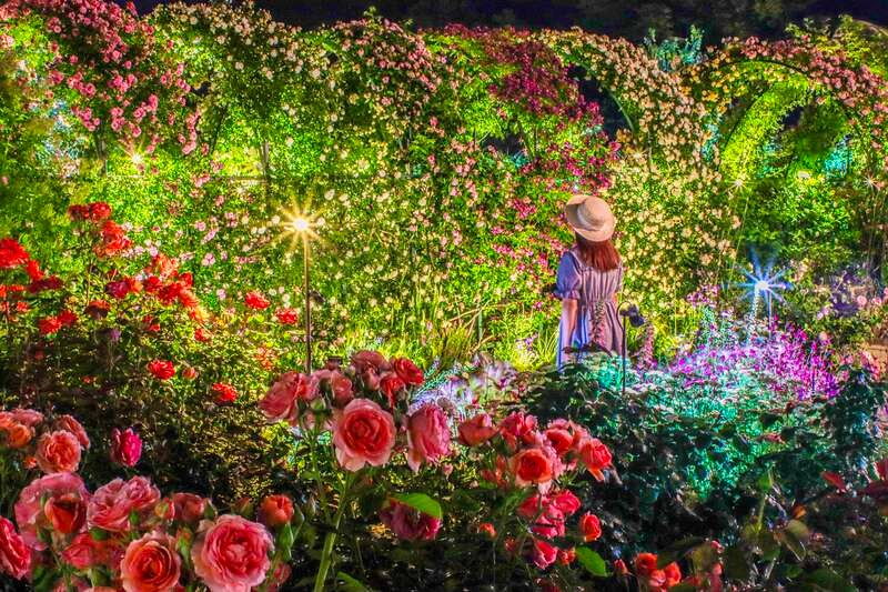 【茨城県内発】 【GWゴールデンウィークに行く】花の光の庭園♪あしかがフラワーパーク大藤まつりとバラ祭りライトアップ 人気の3つの工場直売所・ミュージアム巡り 日帰り2