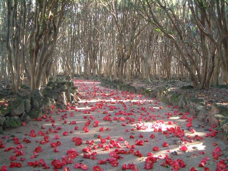 【福山・尾道・三原発】萩温泉郷と早春３つの花めぐり ２日間3