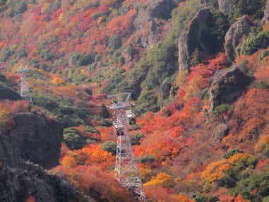 【京滋エリア発】 紅葉の祖谷・大歩危峡・小豆島寒霞渓ロープウェイと約250万級レオマ光ワールド2日間