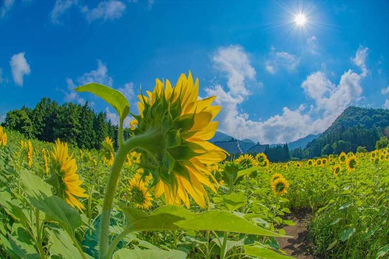 【宮城県内発】 なんと鰻も食べ放題！夏休み！土用の丑の日ミステリーツアー（2日間）2