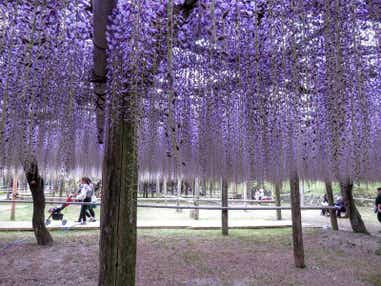【赤間・東郷・福間・古賀発】 唐戸市場のすし屋台 活きいき馬関街と一度は行きたい河内藤園の藤棚　日帰り