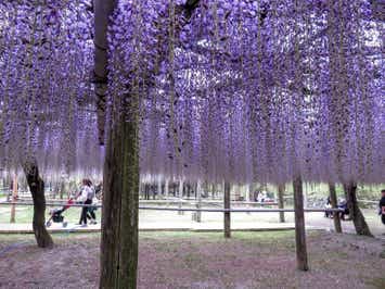 【赤間・東郷・福間・古賀発】 唐戸市場のすし屋台 活きいき馬関街と一度は行きたい河内藤園の藤棚　日帰り