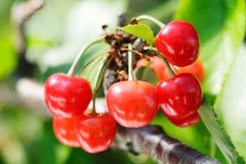 【岩手県内発】 山形さくらんぼ狩りと東沢バラ公園　日帰り1