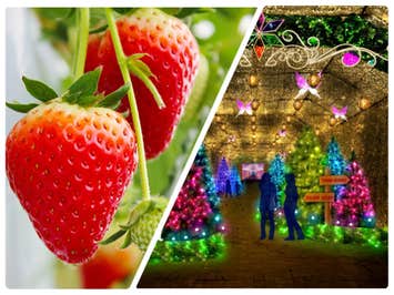 【新宿発】ぶっとび格安✨「いちご狩り食べ放題🍓（練乳かけ放題🍼）」×「時之栖イルミネーション ひかりのすみか✨」×牡蠣を含む海鮮浜焼き食べ放題×めんたいパーク　日帰りバスツアー（プチ明太土産付き🎁）