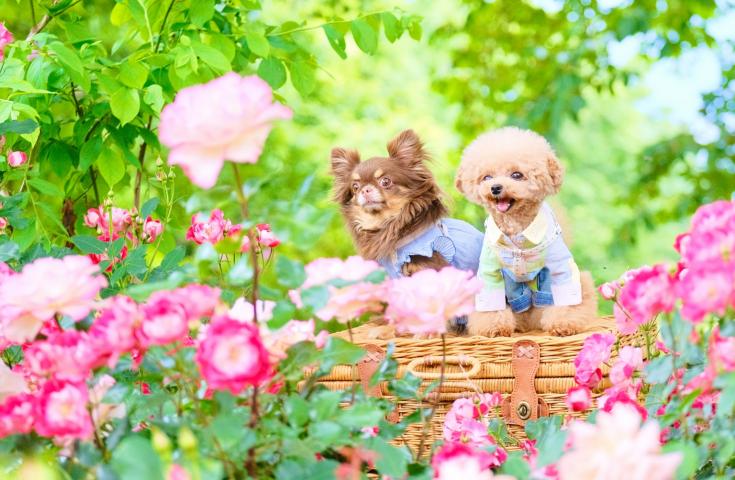 【愛犬同伴プラン】(5/23)美しいバラに囲まれたACAO FOREST散策や来宮神社のお参り、ハワイアンテイストの店内でランチ付きの日帰りvipわんツアー！1