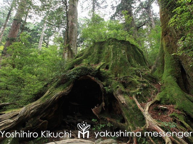 ■往復航空機利用！【ガイドと行く！日帰り縄文杉＆(早朝出発)白谷雲水峡と太鼓岩トレッキング付き】民宿ふれんど指定　3泊4日3