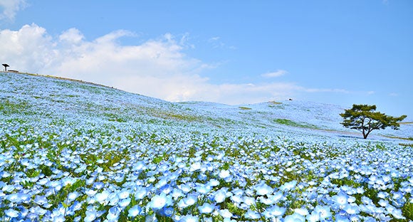 ＜新宿発・西船橋発＞ ザ・セール！ 春の益子陶器市 と 一面の青い絨毯！ひたち海浜公園ネモフィラ1