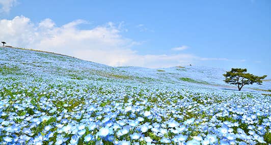 <新宿発・西船橋発> ザ・セール! 春の益子陶器市 と 一面の青い絨毯!ひたち海浜公園ネモフィラ