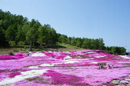 【旭川エリア発】 春の花めぐり　 滝野すずらん公園のチューリップ・三島さんちの芝桜と小樽散策 ルスツリゾートホテル＆コンベンション(２日間)