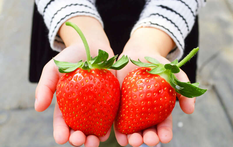 【岡山・倉敷発】 新春開運ミステリーツアー～初詣といちご狩りの旅～　日帰り1