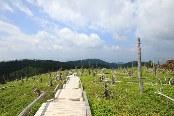 近畿の屋根を歩こう！大台ケ原ハイキング【JR高槻・枚方市・河内磐船発】1