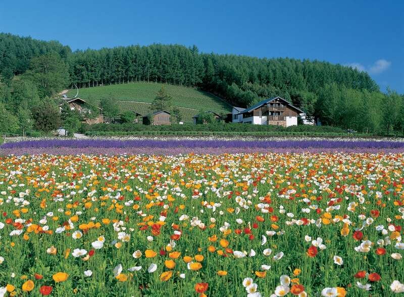 【高松空港発】 憧れの新富良野プリンスホテル泊　爽やかな春の富良野・美瑛と旭山動物園３日間3