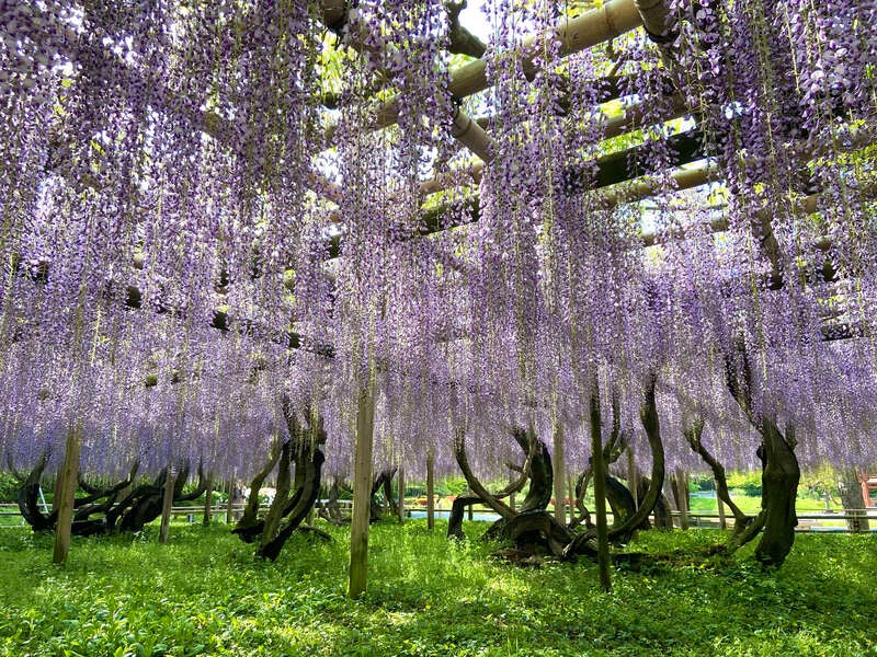 【大阪府内発】 GWミステリー　日帰り1