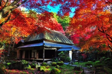 秋の近江を彩る紅葉と近江牛会席2日間～旧竹林院・日吉大社・西教寺・教林坊・永源寺～1
