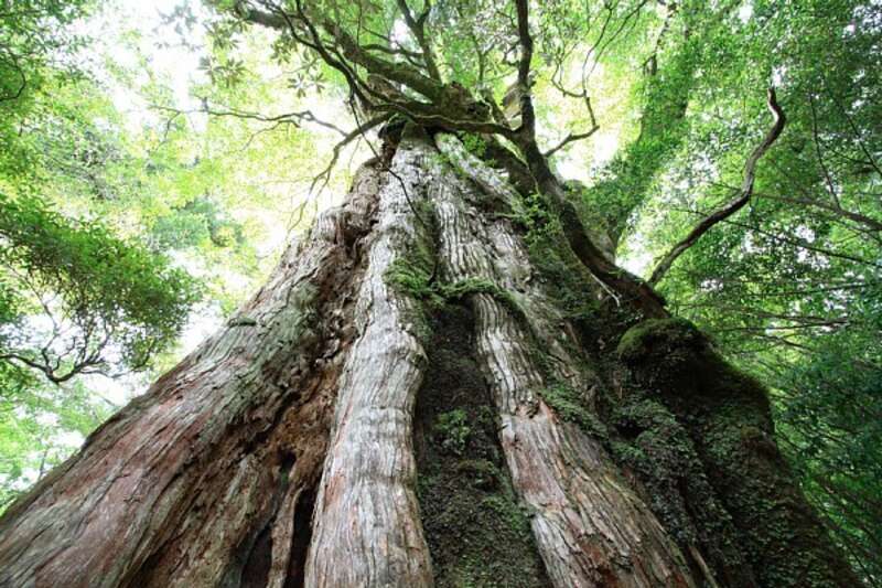 【三沢空港発】 世界遺産屋久島と砂蒸しの指宿温泉 (３日間)1
