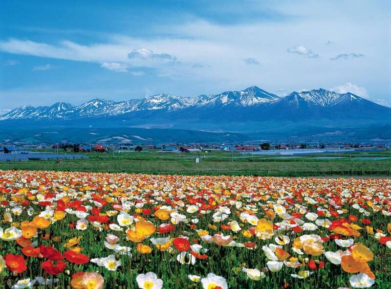 【小松空港発】 北海道ぐるり周遊　感動の１５景と阿寒湖・層雲峡・定山渓温泉に泊まる４日間　十勝・摩周湖・硫黄山・知床・網走・旭山動物園・富良野・美瑛・小樽2