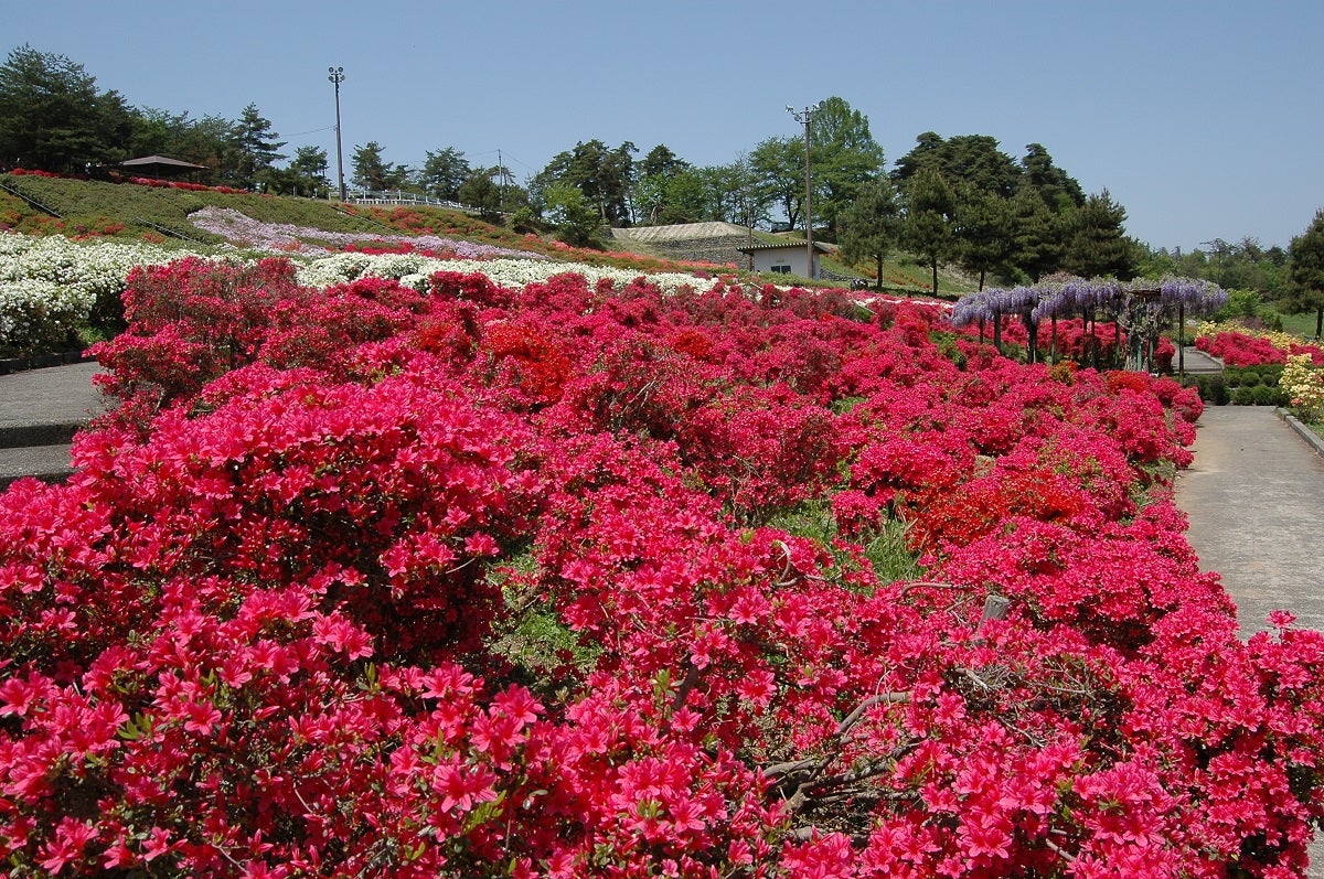 【仙台エリア発】 旅のすごろく市第3回　寒河江のツツジとノスタルジックな銀山温泉（日帰り）1