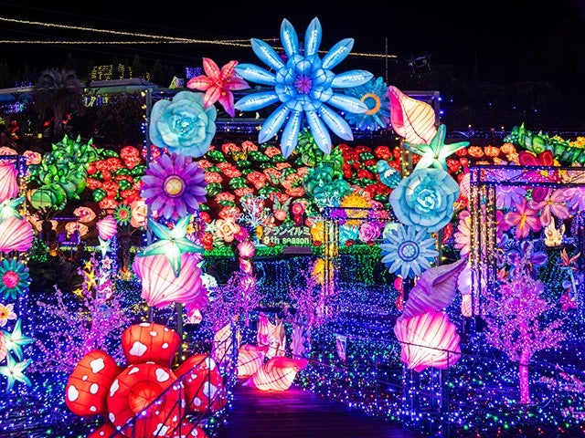 ■【静岡・神奈川】シーズン開幕♪６００万球超の光に包まれる！体験型イルミネーション『伊豆高原グランイルミ』＆みかん狩り食べ放題！鈴廣名物！金目鯛の炙り飯膳のご昼食1