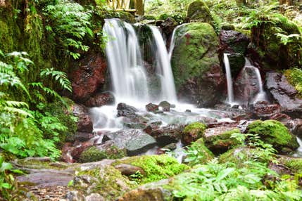 <写真撮影の旅>『服部考規講師同行 シダの映り込みが美しい弥生の森 早朝の幻想的な平池・カキツバタ群落 2日間』