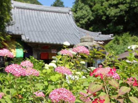 中部バス旅　マネの池・モネの池のあじさいとゲンジホタル鑑賞！2