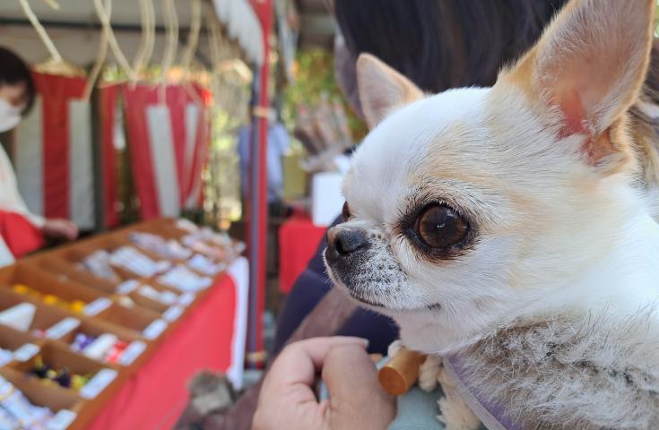 【愛犬同伴プラン】(1/4)海鮮浜焼きバーベキュー＆感動のグランイルミ鑑賞♪神祇大社で愛犬と初詣等、日帰りvipわんツアー！3