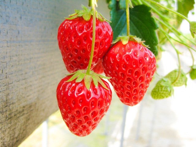 ■【静岡・神奈川】富士を望む箱根・三島の旅！絶景の空中散歩「三島スカイウォーク」×パワースポット「箱根神社」＆いちご狩り食べ放題3