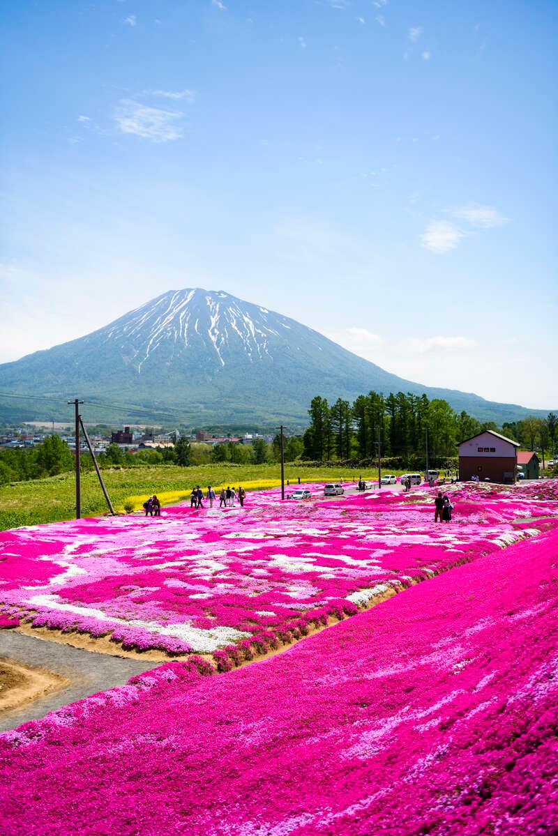【松山空港発】 積丹ブルーとピンクの芝さくら　美しき陽春の羊蹄山（蝦夷富士）＆ニセコパノラマライン３日間1