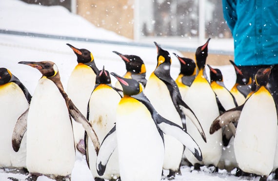 全日程催行確定★1名様からの出発保証【札幌発】冬ならではの醍醐味！日本最北の旭山動物園は東京ドーム約3個分！神秘的冬のライトアップした青い池を散策できる日帰りバスツアー2
