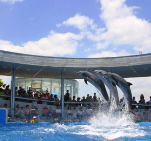 大分マリーンパレス水族館「うみたまご」とホテルランチブッフェ🐬　日帰りバスツアー💛1