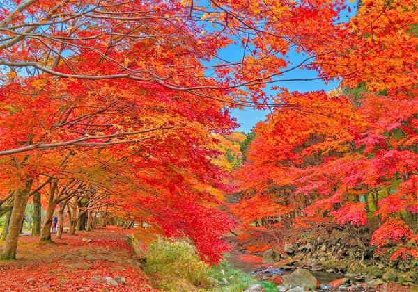 長門のもみじ寺と湯本温泉街 紅葉の階段と焼きアワビ食べ放題付♪ アワビづくしの宴1