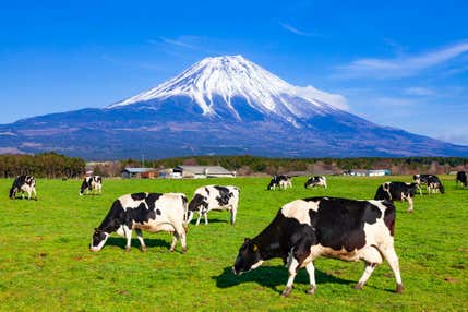 『富士山本宮浅間大社お礼参りと久能山東照宮初詣 清水港初日の出クルーズ 2日間』