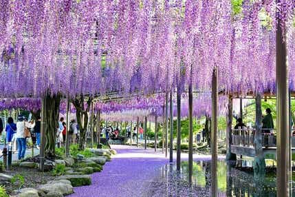 【和歌山県内発】 天王川公園の「藤棚」と春薫る桜ダイ御膳 日帰り