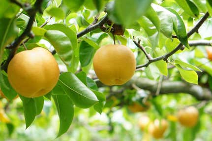『日本最大級！砂の絶景・鳥取砂丘と秋のごほうび♪旬の梨狩り食べ放題』【京都アバンティ前　出発】