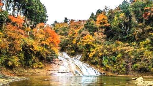 ＜Web割対象商品＞【キングツアーバス旅】小湊鐵道 里山トロッコ列車展望車と紅葉の養老渓谷〔新百合ヶ丘・狛江発〕2