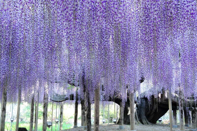 【宮崎空港発】 5つの花ものがたり　２つの名湯　塩原温泉・石和温泉に泊まる３日間2