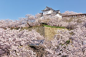 三宮・明石　発
№1828 津山鶴山公園さくらまつり1
