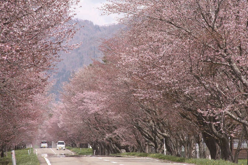 【仙台空港発】 令和8年度に巡る、温泉に3泊＆8食付！桜色の北海道を巡る、 でっかいどう8千本桜（4日間）3