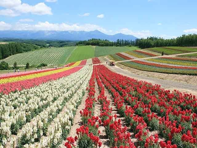 ■【旭川空港利用】旅程2日目：観光周遊バス「びえい号 パノラマコース」付！富良野エリアホテルチョイス4泊5日1