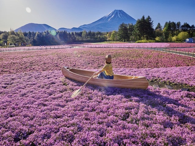 ■＜八王子発＞【山梨】やまなしの春！関東最大級・芝桜の祭典「富士芝桜まつり」と大人気「桔梗信玄餅詰め放題」♪シーズンラスト☆完熟「いちご狩り」食べ放題にスイス＆甲州郷土料理ビュッフェも！1