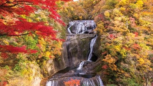 ＜Web割対象商品＞【キングツアーバス旅】茨城紅葉スポットめぐり♪紅葉の名瀑 袋田の滝と大パノラマ 竜神大吊橋〔新宿発〕1